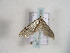  (Pterolonche douxi - TLMF Lep 00680)  @13 [ ] CreativeCommons - Attribution Non-Commercial Share-Alike (2010) Unspecified Tiroler Landesmuseen