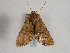  ( - TLMF Lep 00690)  @13 [ ] CreativeCommons - Attribution Non-Commercial Share-Alike (2010) Unspecified Tiroler Landesmuseen