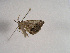  ( - TLMF Lep 00736)  @13 [ ] CreativeCommons - Attribution Non-Commercial Share-Alike (2010) Unspecified Tiroler Landesmuseen