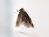 (Scythris oelandicella - TLMF Lep 00768)  @13 [ ] CreativeCommons - Attribution Non-Commercial Share-Alike (2010) Unspecified Tiroler Landesmuseen