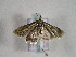  ( - TLMF Lep 00781)  @13 [ ] CreativeCommons - Attribution Non-Commercial Share-Alike (2010) Unspecified Tiroler Landesmuseen