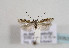  (Scrobipalpula ramosella - TLMF Lep 00805)  @12 [ ] CreativeCommons - Attribution Non-Commercial Share-Alike (2010) Unspecified Tiroler Landesmuseen