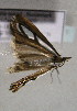  ( - TLMF Lep 00811)  @12 [ ] CreativeCommons - Attribution Non-Commercial Share-Alike (2010) Unspecified Tiroler Landesmuseen