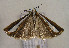  (Catoptria pyramidellus - TLMF Lep 00839)  @14 [ ] CreativeCommons - Attribution Non-Commercial Share-Alike (2010) Unspecified Tiroler Landesmuseen