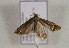  ( - TLMF Lep 00852)  @12 [ ] CreativeCommons - Attribution Non-Commercial Share-Alike (2010) Unspecified Tiroler Landesmuseen