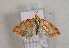  ( - TLMF Lep 00917)  @12 [ ] CreativeCommons - Attribution Non-Commercial Share-Alike (2010) Unspecified Tiroler Landesmuseen