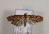  ( - TLMF Lep 00923)  @13 [ ] CreativeCommons - Attribution Non-Commercial Share-Alike (2010) Unspecified Tiroler Landesmuseen
