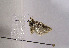  (Phtheochroa alpinana - TLMF Lep 00934)  @12 [ ] CreativeCommons - Attribution Non-Commercial Share-Alike (2010) Unspecified Tiroler Landesmuseen