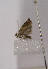  ( - TLMF Lep 00959)  @12 [ ] CreativeCommons - Attribution Non-Commercial Share-Alike (2010) Unspecified Tiroler Landesmuseen
