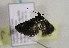  ( - TLMF Lep 00984)  @12 [ ] CreativeCommons - Attribution Non-Commercial Share-Alike (2010) Unspecified Tiroler Landesmuseen