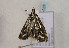  ( - TLMF Lep 01028)  @12 [ ] CreativeCommons - Attribution Non-Commercial Share-Alike (2010) Unspecified Tiroler Landesmuseen