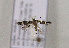  ( - TLMF Lep 01033)  @13 [ ] CreativeCommons - Attribution Non-Commercial Share-Alike (2010) Unspecified Tiroler Landesmuseen