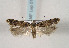 (Teleiopsis laetitiae - TLMF Lep 01037)  @14 [ ] CreativeCommons - Attribution Non-Commercial Share-Alike (2010) Unspecified Tiroler Landesmuseen