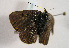  (Lycaena tityrus subalpinus - TLMF Lep 01086)  @12 [ ] CreativeCommons - Attribution Non-Commercial Share-Alike (2010) Unspecified Tiroler Landesmuseen
