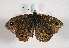  ( - TLMF Lep 01090)  @13 [ ] CreativeCommons - Attribution Non-Commercial Share-Alike (2010) Unspecified Tiroler Landesmuseen
