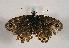  ( - TLMF Lep 01091)  @12 [ ] CreativeCommons - Attribution Non-Commercial Share-Alike (2010) Unspecified Tiroler Landesmuseen