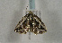  ( - TLMF Lep 01132)  @13 [ ] CreativeCommons - Attribution Non-Commercial Share-Alike (2010) Unspecified Tiroler Landesmuseen