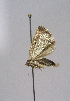  ( - TLMF Lep 01133)  @12 [ ] CreativeCommons - Attribution Non-Commercial Share-Alike (2010) Unspecified Tiroler Landesmuseen