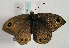  ( - TLMF Lep 01147)  @12 [ ] CreativeCommons - Attribution Non-Commercial Share-Alike (2010) Unspecified Tiroler Landesmuseen