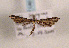  ( - TLMF Lep 01249)  @13 [ ] CreativeCommons - Attribution Non-Commercial Share-Alike (2010) Unspecified Tiroler Landesmuseen