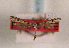  ( - TLMF Lep 01295)  @11 [ ] CreativeCommons - Attribution Non-Commercial Share-Alike (2010) Unspecified Tiroler Landesmuseen
