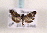  ( - TLMF Lep 01316)  @13 [ ] CreativeCommons - Attribution Non-Commercial Share-Alike (2010) Unspecified Tiroler Landesmuseen