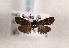  ( - TLMF Lep 01317)  @13 [ ] CreativeCommons - Attribution Non-Commercial Share-Alike (2010) Unspecified Tiroler Landesmuseen