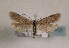  (Symmoca dolomitana - TLMF Lep 01433)  @14 [ ] CreativeCommons - Attribution Non-Commercial Share-Alike (2010) Unspecified Tiroler Landesmuseen
