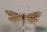  (Symmoca achrestella - TLMF Lep 01456)  @14 [ ] CreativeCommons - Attribution Non-Commercial Share-Alike (2010) Unspecified Tiroler Landesmuseen