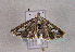  (Catoptria apenninica - TLMF Lep 01471)  @13 [ ] Copyright  TLMF 2010 Unspecified