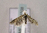  ( - TLMF Lep 01508)  @13 [ ] Copyright  TLMF 2010 Unspecified