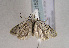  (Symmoca caliginella - TLMF Lep 01526)  @13 [ ] Copyright  TLMF 2010 Unspecified