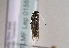  (Scythris tergestinella - TLMF Lep 01553)  @12 [ ] Copyright  TLMF 2010 Unspecified
