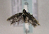  ( - TLMF Lep 01554)  @13 [ ] Copyright  TLMF 2010 Unspecified