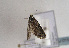  ( - TLMF Lep 01624)  @12 [ ] Copyright  TLMF 2010 Unspecified