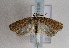  ( - TLMF Lep 01638)  @12 [ ] Copyright  TLMF 2010 Unspecified