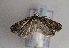  ( - TLMF Lep 01644)  @12 [ ] Copyright  TLMF 2010 Unspecified