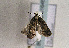  ( - TLMF Lep 01646)  @13 [ ] Copyright  TLMF 2010 Unspecified
