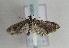  (Cnephasia zangheriana - TLMF Lep 01668)  @12 [ ] Copyright  TLMF 2010 Unspecified