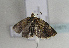  ( - TLMF Lep 01671)  @12 [ ] Copyright  TLMF 2010 Unspecified