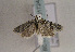  ( - TLMF Lep 01724)  @13 [ ] Copyright  TLMF 2010 Unspecified