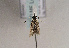  ( - TLMF Lep 01727)  @12 [ ] Copyright  TLMF 2010 Unspecified