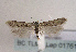  (Sattleria izoardi - TLMF Lep 01761)  @13 [ ] Copyright  TLMF 2010 Unspecified