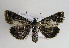  (Loxostege manualis - TLMF Lep 01780)  @14 [ ] Copyright  TLMF 2010 Unspecified