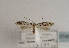  (Kessleria albescens - TLMF Lep 01867)  @13 [ ] Copyright  TLMF 2010 Unspecified