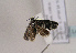  ( - TLMF Lep 01923)  @12 [ ] Copyright  TLMF 2010 Unspecified