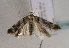  ( - TLMF Lep 01928)  @13 [ ] Copyright  TLMF 2010 Unspecified