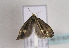  ( - TLMF Lep 01929)  @12 [ ] Copyright  TLMF 2010 Unspecified