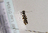  ( - TLMF Lep 01934)  @12 [ ] Copyright  TLMF 2010 Unspecified