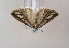 ( - TLMF Lep 02071)  @12 [ ] Copyright  TLMF 2046 Unspecified